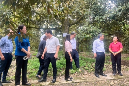 Thứ trưởng Bộ NN&PTNT Hoàng Trung  thăm mô hình canh tác sầu riêng an toàn – hiệu quả – kiểm soát Cadimi tại tỉnh Tiền Giang