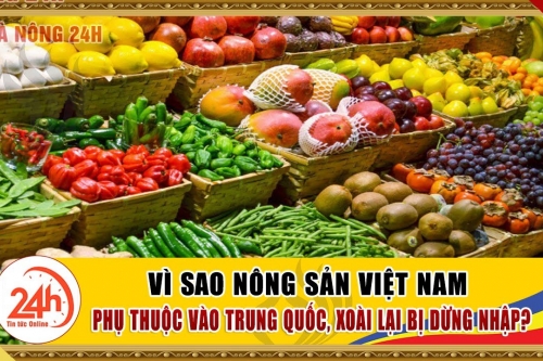 Vì Sao nông sản Việt Nam Phụ Thuộc Vào Trung Quốc. Cập Nhật Tổng hợp toàn cảnh giải cứu nông sản