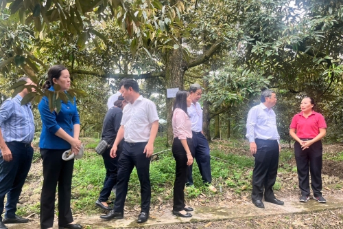Thứ trưởng Bộ NN&PTNT Hoàng Trung  thăm mô hình canh tác sầu riêng an toàn – hiệu quả – kiểm soát Cadimi tại tỉnh Tiền Giang